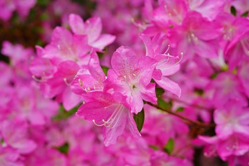 Fototapeta premium Pink azalea flower bush in the spring garden