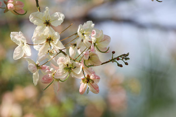 Cassia fistula pink color blossom in summer soft and beatiful petal
