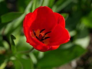 Fototapeta premium An insect with wings sits in a flower of red tulip