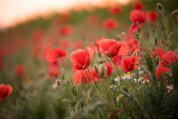 Closeup of several red poppies during the sunset in spring