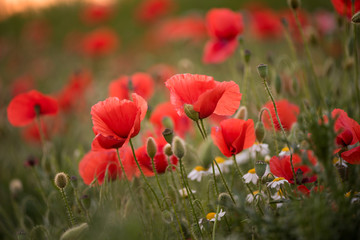 Closeup of several red poppies during the sunset in spring