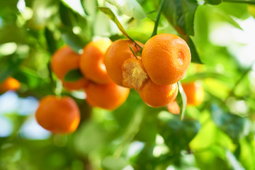 Mandarins are growing on a tree branch with green leaves and blurred green background bokeh.