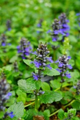 Carpet bugle weed (ajuga reptans) flower spikes in the spring garden