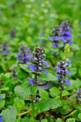 Carpet bugle weed (ajuga reptans) flower spikes in the spring garden