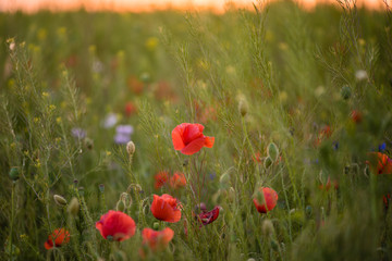 Fototapeta premium Closeup of several red poppies and blooming meadow flowers during the sunset in spring