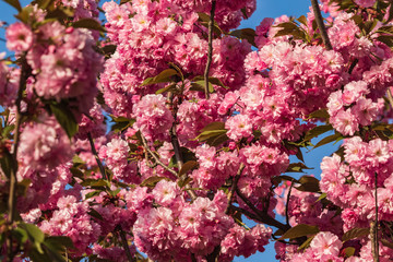 Spring blooming of pink sakura. Bright cherry against the blue sky in spring.
