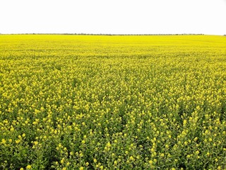 Fototapeta premium Drone View of Yellow Rape Seed Fields
