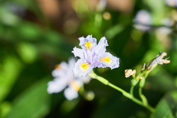 Iris japonica -  japanese spring flower with blurred background.