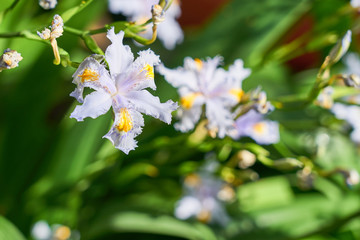 Iris japonica -  japanese spring flower with blurred background.