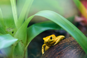 Golden poison frog among a green plant in the rainforest.