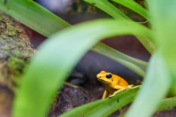Golden poison frog among a green plant in the rainforest.