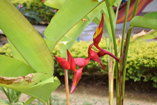 Platanillo rojo (Heliconia bihai)