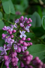 The flowers of lilac after rain.
