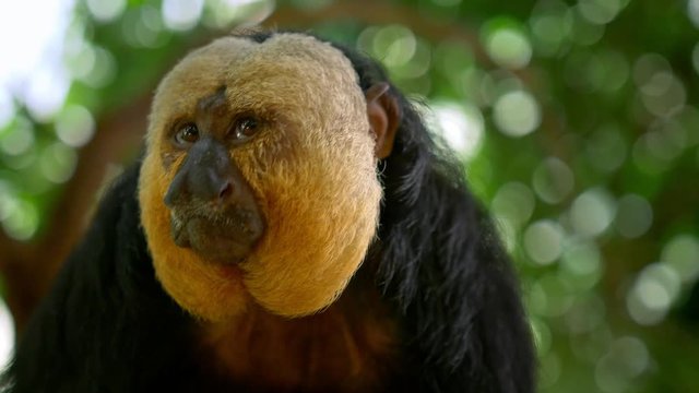 White-faced saki (Pithecia pithecia) portrait