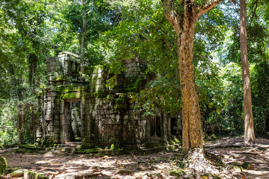 Ruins of the Ta Prohm temple complex visible behind the stunning forest canopy at Siem Reap, Cambodia