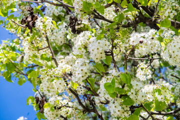 white blooming cherry blossom tree in spring
