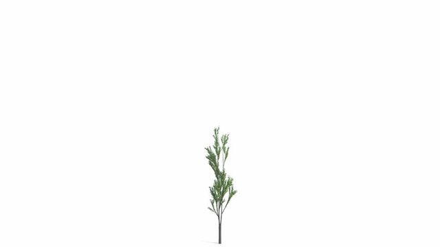 The growth of a large tree. Isolated on white background In Ultra HD 4k. Excellent isolated on black and white background and mask