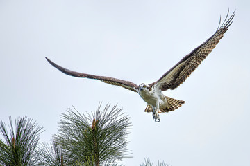 Osprey fliess off from tree.