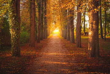 Tree avenue in autumn during sunset. Sunset with golden leaves. Backlight at the end of the avenue - obrazy, fototapety, plakaty