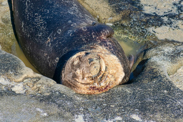 Grey harbor seal sleeps on a flat stone rock on the ocean beach. Close up view.