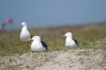 Heringsmöve ... Lesser Black - backed Gull