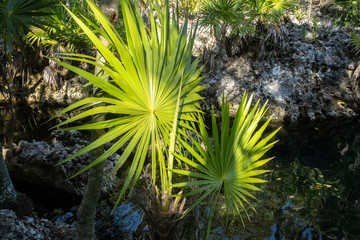 Palm leaves of Thrinax radiata, Zapata, Cuba