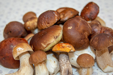 mushroom on the table