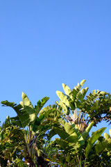 Banana trees with a blue sky as a background.