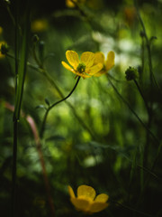 Pequeña y solitaria flor amarilla