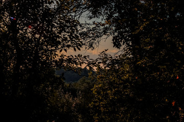 Soleil entre les arbres