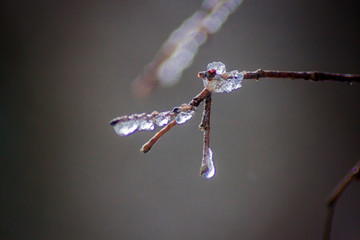 Branche gel&eacute;e