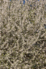 flowering spring trees.Seasonal floral nature background. Spring composition. Vertical view