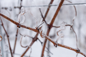 Frozen grapevine in wintry vineyard. Vineyard in winter. Ice on the grapevine. Morning frost in the vineyard