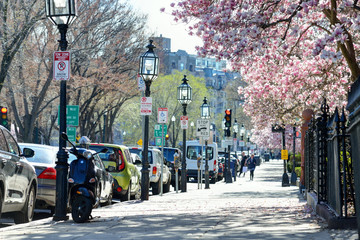 Back Bay, Boston. Commonwealth Avenue in the spring - obrazy, fototapety, plakaty