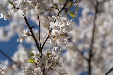 Cherry Tree Blossom III