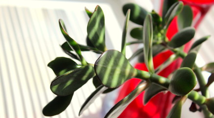 Red vase on a white window sill next to a flower indoor and a shadow from the window blinds, selective focus.