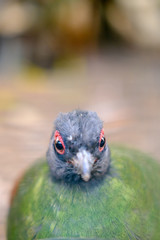 Beautiful green bird from a tropical forest.