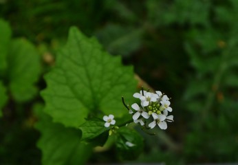 Weiße Blüte vor Blatt