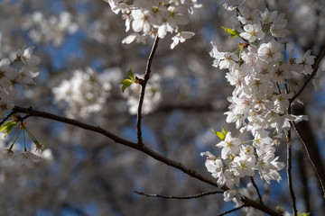 Cherry Tree Blossom II