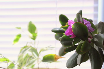 A green houseplant in a flowerpot is standing on a white windowsill on the side of it with white blinds on the window, selective focus.