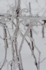 Obraz premium Frozen grapevine in wintry vineyard. Vineyard in winter. Ice on the grapevine. Morning frost in the vineyard