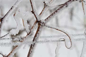 Frozen grapevine in wintry vineyard. Vineyard in winter. Ice on the grapevine. Morning frost in the...
