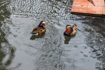 Two Mandarin duck swimming.