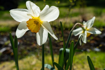 hero Daffodil