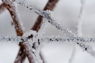 Frozen grapevine in wintry vineyard. Vineyard in winter. Ice on the grapevine. Morning frost in the...