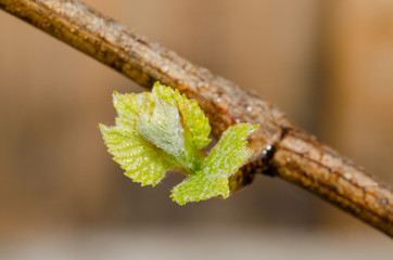 New shoot of a grapevine. New life in spring. Springtime in vineyard.