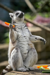 Ring tailed lemur eating carrot © Pav-Pro Photography 