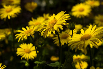Doronicum orientale (Leopard's Bane) - spring flower like a yellow daisy, beautiful background. Sunflower family (Asteraceae)