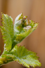New shoot of a grapevine. New life in spring. Springtime in vineyard.