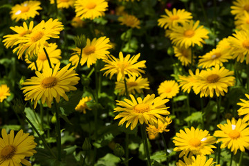 Doronicum orientale (Leopard's Bane) - spring flower like a yellow daisy, beautiful background. Sunflower family (Asteraceae)